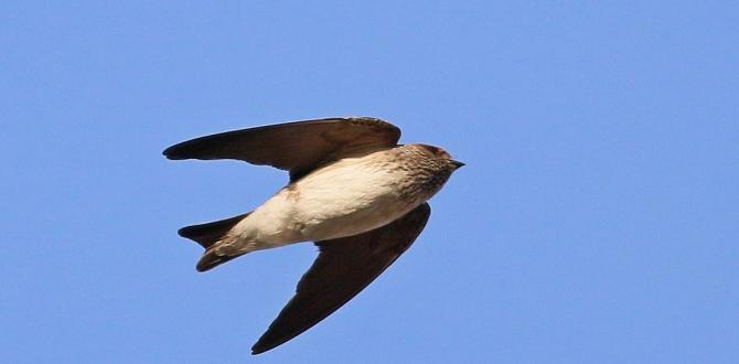 Çizgili Gerdanlı Kırlangıç, Türkiye’de ilk kez görüldü