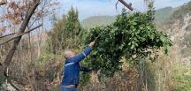 Amanoslarda teleferikli defne yaprağı hasadı