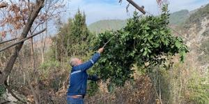 Amanoslarda teleferikli defne yaprağı hasadı