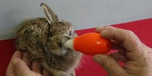 Zeytin bahçesinde bulduğu yavru tavşanı biberonla besliyor