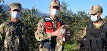 Devriye gezen jandarma, yaralı atmaca buldu