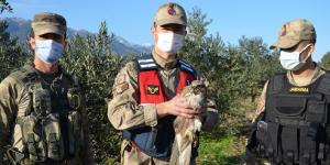 Devriye gezen jandarma, yaralı atmaca buldu