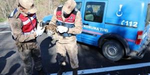 Yaralı şahini donmak üzereyken jandarma kurtardı