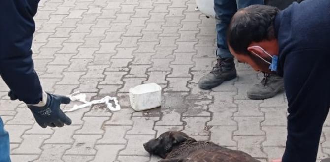 Yaralanan köpeğin yardımına sanayi esnafı koştu