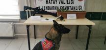 Balkonda kenevir yetiştirmiş