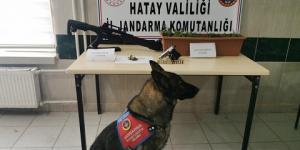 Balkonda kenevir yetiştirmiş