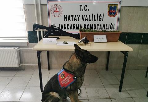 Balkonda kenevir yetiştirmiş