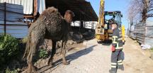 Hatay’da deve kurtarma operasyonu