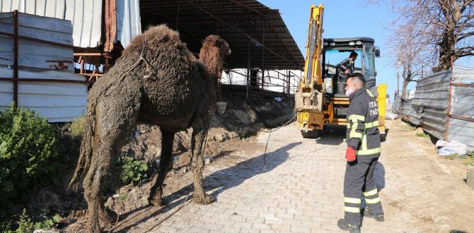 Hatay’da deve kurtarma operasyonu