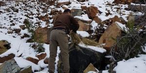 Hatay’da yaban hayvanları için doğaya 300 kilo yonca bırakıldı