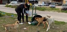 KIRIKHAN BELEDİYESİ SOKAK HAYVANLARINA SAHİP ÇIKMAYA DEVAM EDİYOR