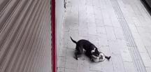 Hatay’da pitbull dehşeti