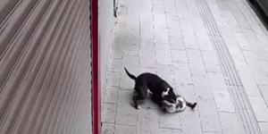 Hatay’da pitbull dehşeti