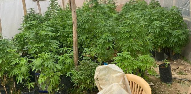 Uyuşturucu serası bulundu