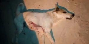 Sokak köpeğini pompalı tüfekle öldürdü