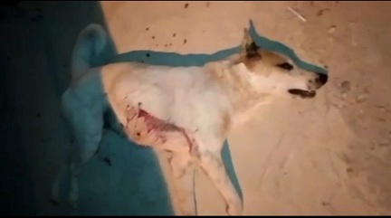 Sokak köpeğini pompalı tüfekle öldürdü