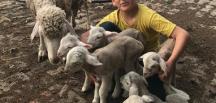 Koyun tek batında 6 yavru doğurdu