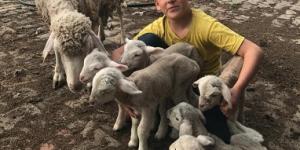 Koyun tek batında 6 yavru doğurdu