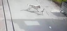 Köpeğin saldırısına uğrayan kedi telef oldu