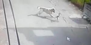 Köpeğin saldırısına uğrayan kedi telef oldu