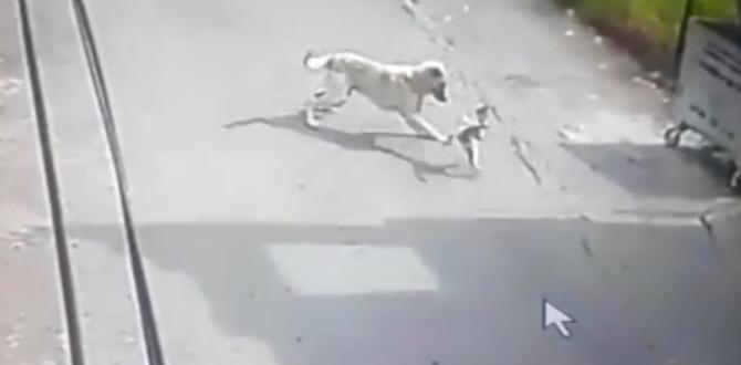 Köpeğin saldırısına uğrayan kedi telef oldu