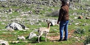 Hatay’da Gazella Gazella ceylanlarının sayısı 1141’i buldu