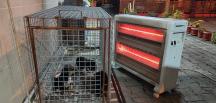 Yaralı yavru köpekler ölmekten kurtarıldı