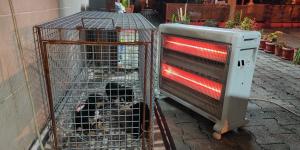 Yaralı yavru köpekler ölmekten kurtarıldı
