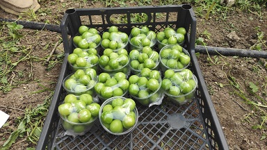 Hatay’da can eriğin kilosu 60 liraya düştü