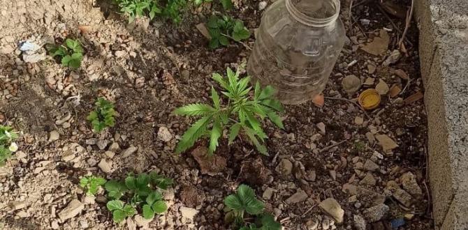 Evin bahçesinde hint keneviri yetiştiren kişi yakalandı