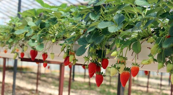 Hatay’da topraksız çilek üretimi artıyor