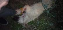 Köpeği acımasızca öldürmüşler