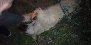 Köpeği acımasızca öldürmüşler