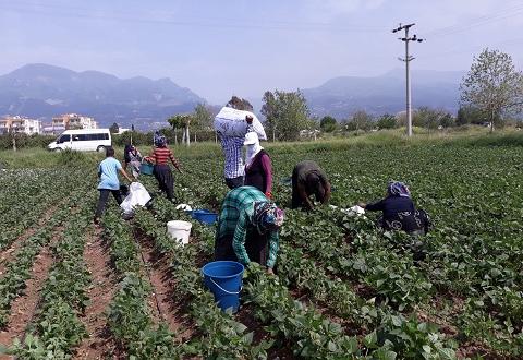 Hatay’da taze fasulye hasadı başladı