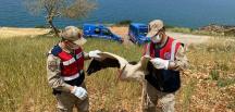 Samandağ’da yaralı leylek bulundu