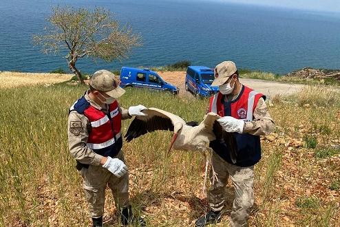 Samandağ’da yaralı leylek bulundu