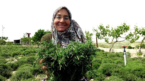 Hasadı 4 ay sürüyor