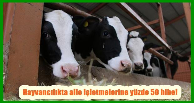 Hayvancılıkta aile işletmelerine yüzde 50 hibe!