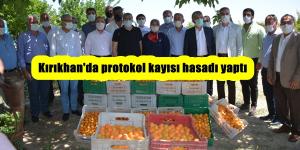 Kırıkhan’da protokol kayısı hasadı yaptı