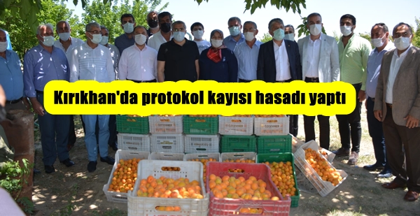 Kırıkhan’da protokol kayısı hasadı yaptı