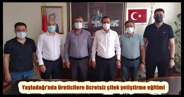 Yayladağı’nda üreticilere ücretsiz çilek yetiştirme eğitimi