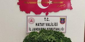 Ormanlık alanda 378 kök Hint keneviri ele geçirildi
