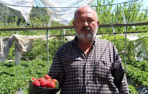Hatay’da tarlada kilosu 9 liradan satılan çilek üreticinin yüzünü güldürdü