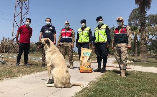 Jandarma tam kapanmada sokak hayvanlarını unutmadı