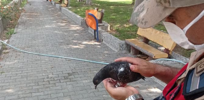 Kedinin saldırısına uğrayan güvercini jandarma kurtardı