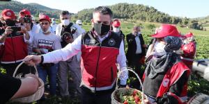 Bakan Pakdemirli, Yayladağı’nda çilek hasadına katıldı