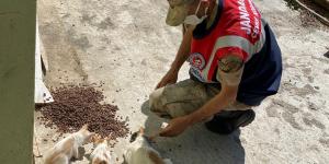 Jandarma sokak hayvanları için sahada