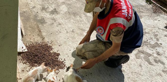 Jandarma sokak hayvanları için sahada