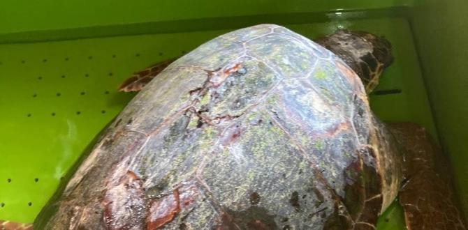 Yaralı bulunan deniz kaplumbağası tedaviye alındı