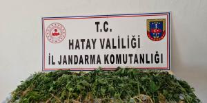 Devriye atan jandarma ekibi, zeytinlikte Hint keneviri buldu